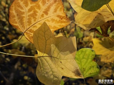 【喜迎雙節(jié)】+冬日的葉