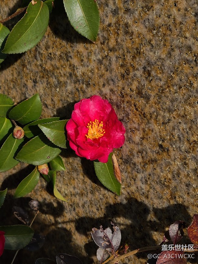 【又是一年冬】+寒冷的冬天