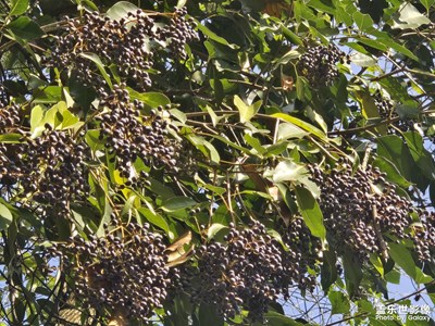 【喜迎雙節(jié)】+陽光灑落