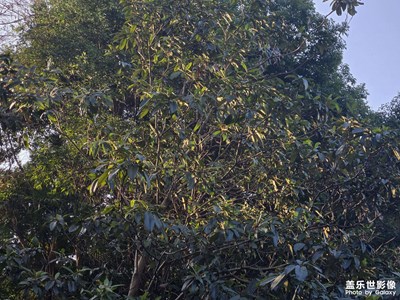 【喜迎雙節(jié)】+歡喜迎新年