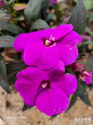 【喜迎雙節(jié)】小區(qū)花草隨拍分享