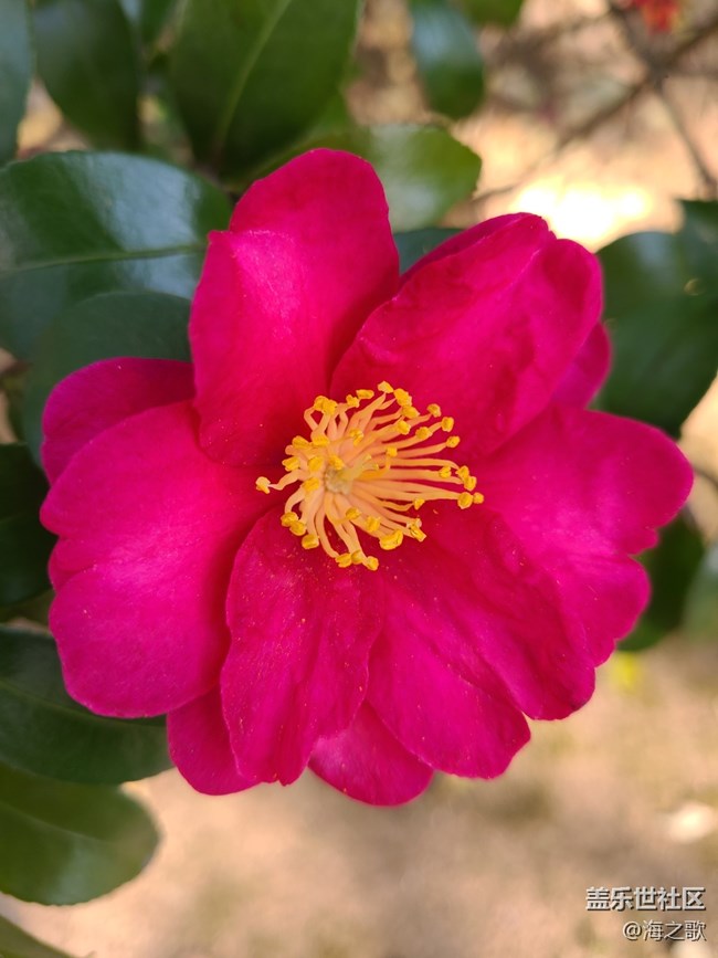 【初冬之美】冬日里的小花