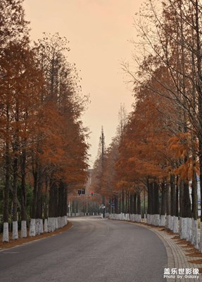 Galaxy Z Fold6鏡頭下的落羽杉大道