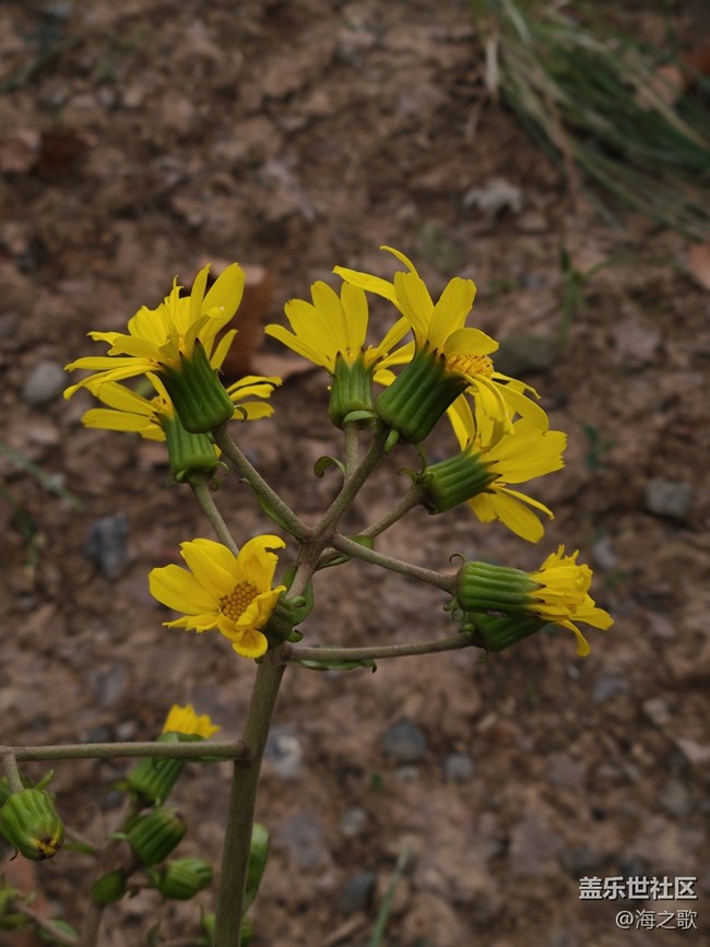 【初冬之美】冬日里的小花