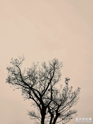 【新年好】+枯木逢春