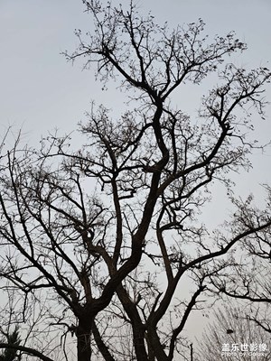 冬天的森林公園