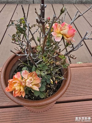 【新年好】+冬天的花