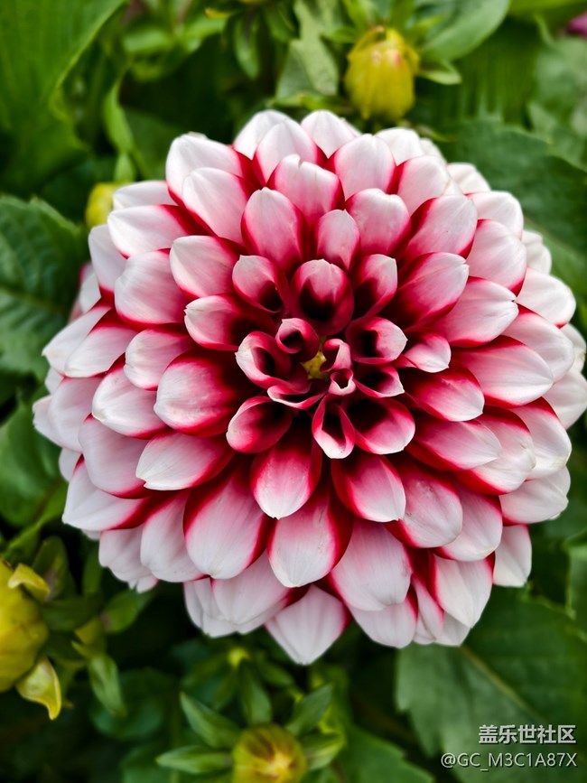 【2025你好】花開時(shí)節(jié)