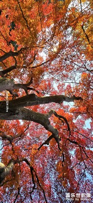 公園 “楓” 景  S24UItra 