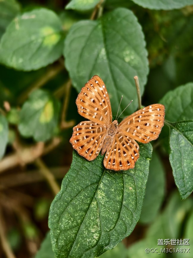 【2025你好】花開時(shí)節(jié)