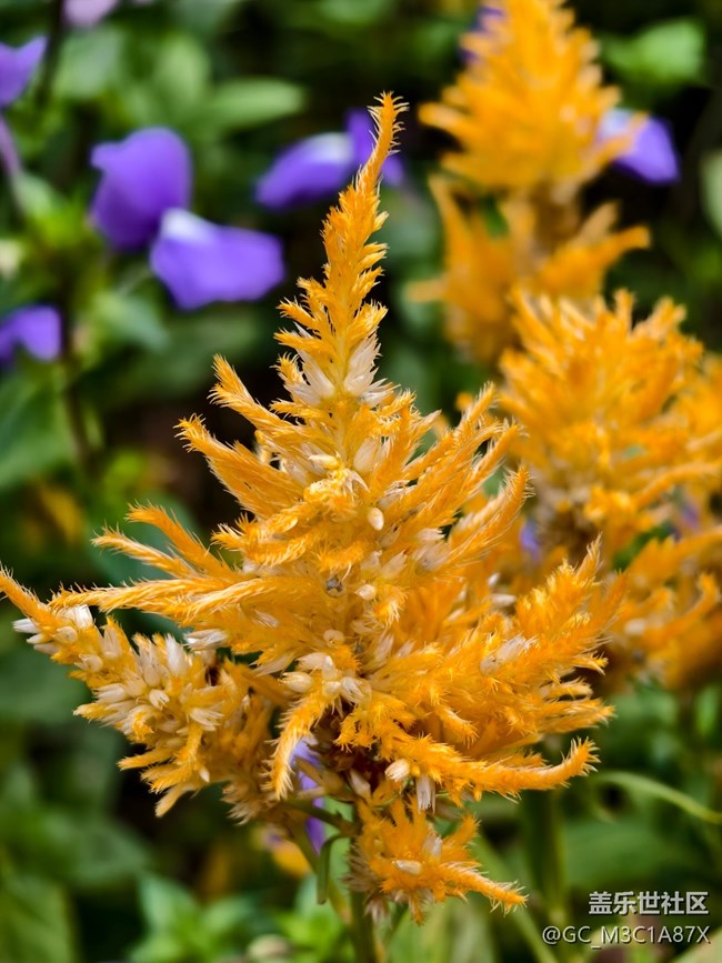 【2025你好】花開時(shí)節(jié)