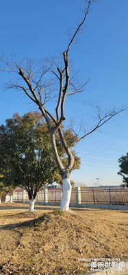 【新年好】隨手拍