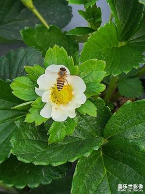 摘草莓