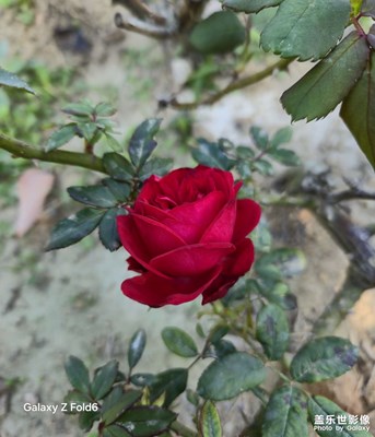 【隨拍分享】嬌艷欲滴、芬芳馥郁