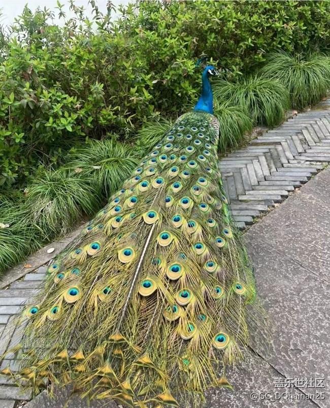 【2025你好】孔雀開屏