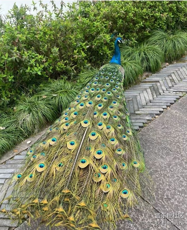 【2025你好】孔雀開屏