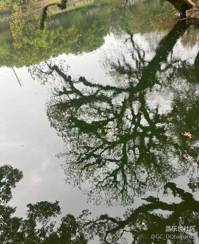 【2025你好】孔雀開屏