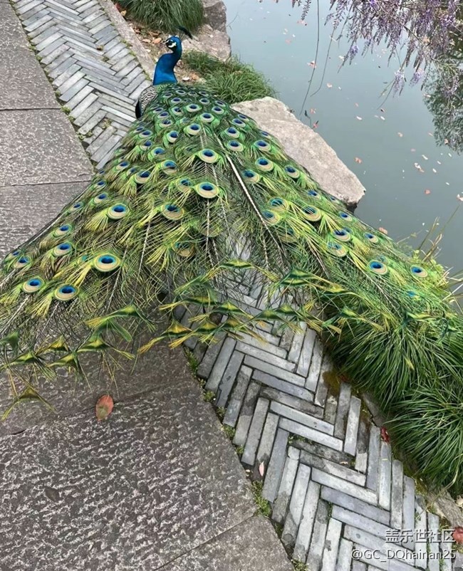 【2025你好】孔雀開屏