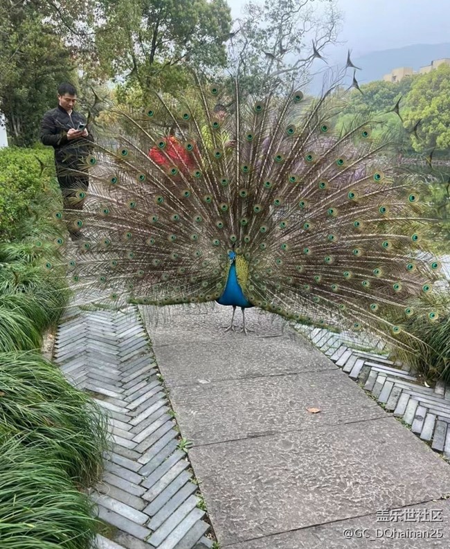 【2025你好】孔雀開屏