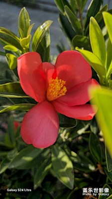 【愛?分享】嬌艷欲滴，美麗絕倫