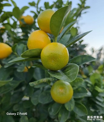 【愛?分享】金秋碩果累累