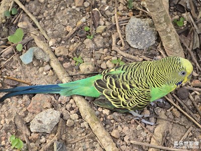 漂亮的鳥(niǎo)兒