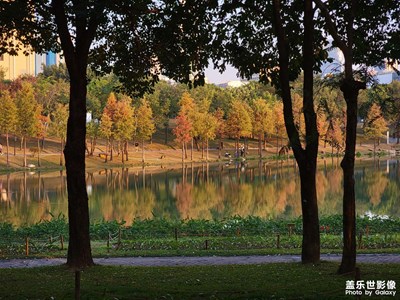 【新年好】+美麗落羽杉