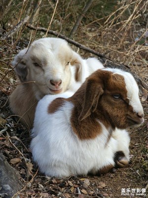 【新年好】今天我是羊倌