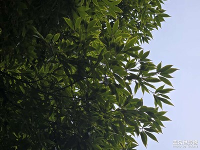 【新年好】+冬天的樹(shù)葉