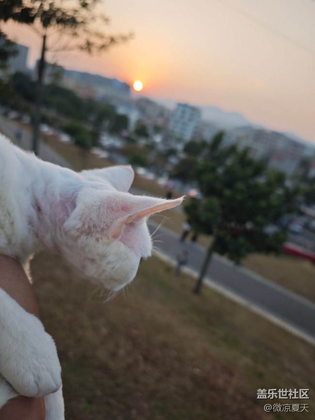 【活動(dòng)回顧】貓貓勇闖陌上花