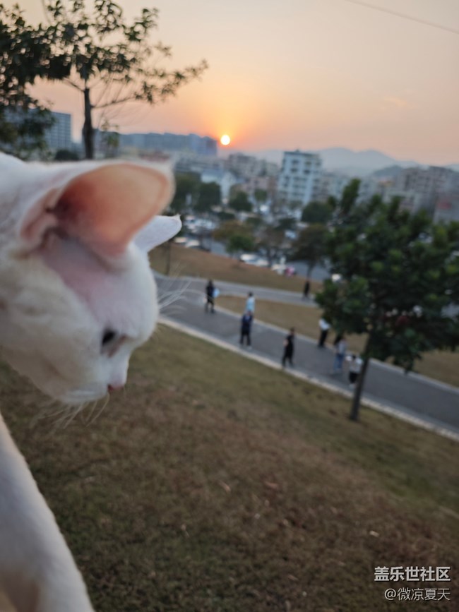 【活動(dòng)回顧】貓貓勇闖陌上花