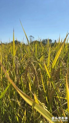 黃金稻谷
