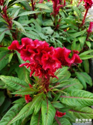 這是什么花。