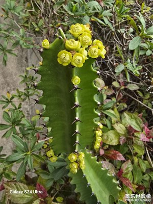 【隨拍分享】冬之花