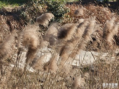 【冬日即景】+長大的地方