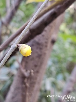 小區(qū)里面的梅花??開了