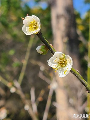 梅花