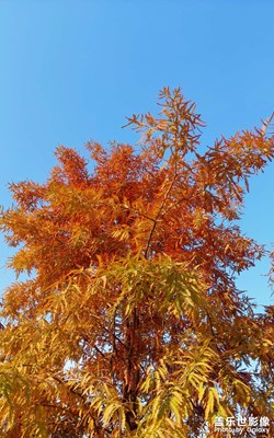 【冬日即景】落羽杉紅了