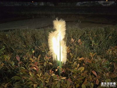 【冬日即景】+冬日隨拍