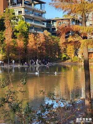 【冬日即景】+冬日落羽杉