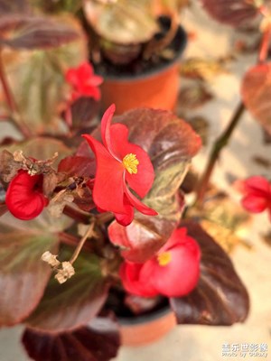 【冬日即景】多肉多陽光