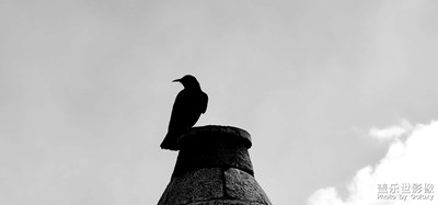 紅嘴鴉和高原的鷹