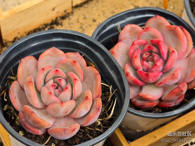 #新年伊始——認真生活