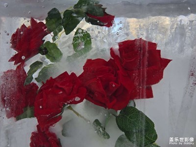 【冬日即景】+冰雪街頭，冰封玫瑰