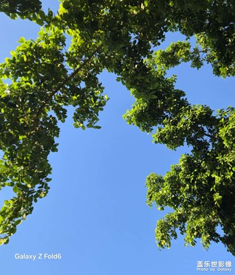 【冬日即景】南方的冬季仍然一片綠