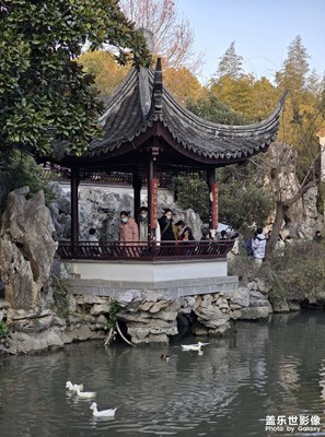 【冬日即景】池塘里的鳳頭鴨