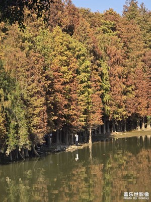 【冬日即景】冬日的落羽杉