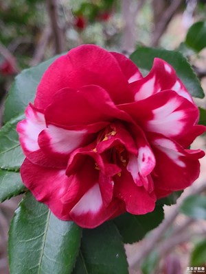 【冬日即景】+冬日隨拍