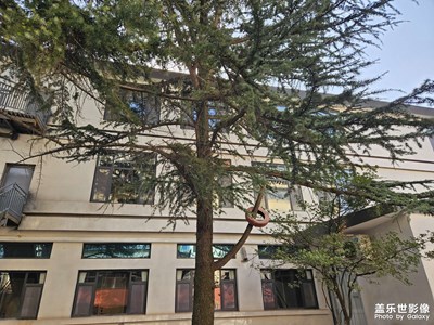 【冬日即景】+青松