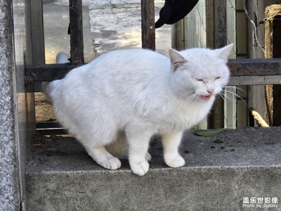【冬日即景】+白色貓咪